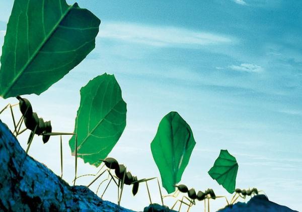 生物質能遭質疑 生物質能遭質疑